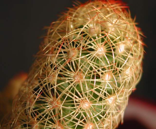 Mammillaria elongata var. echinata (2).jpg